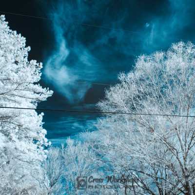 Infrared_Glowing Trees_Original