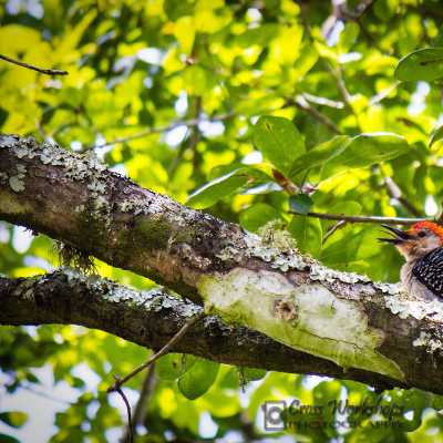 Color_Woodpecker_Original