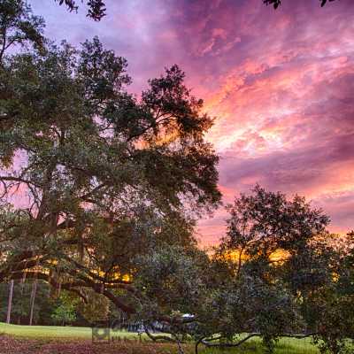 HDR_Oak Tree in Sunset_Original